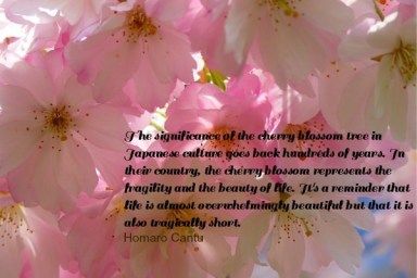 Cherry Blossoms and Japanese Culture Cherry Blossom Meaning, Japanese Cherry Blossoms, Japanese Cherry Tree, Study Biology, Science Quotes, Biology Art, Turning Japanese, Biology Lessons, Japanese Love