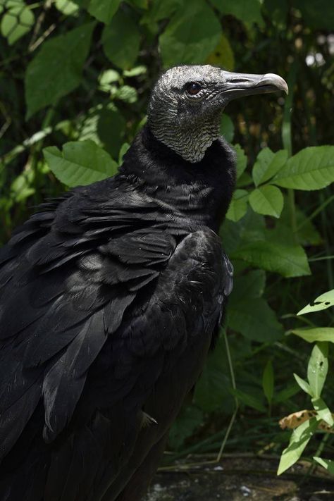 Vulture Aesthetic, Avian Anatomy, Marvel Vulture, Vulture Illustration, Vulture Skull, Vulture Tattoo, Vulture Marvel, Strange Birds, Black Vulture