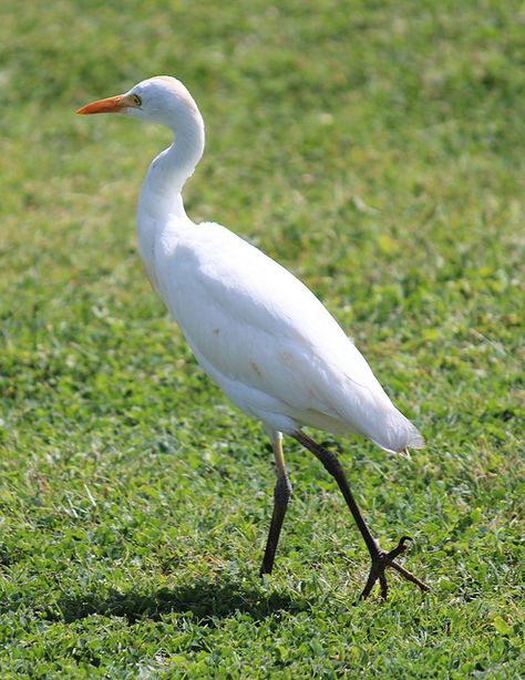 A Cattle Egret Cattle Egret, Coconuts Beach, Watercolor Birds, Herons, Watercolor Bird, Hawaii Travel, Kauai, Animal Pictures, Art Work