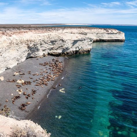 Road Trip Routes, Patagonia Argentina, Sea Lion, Marine Life, Van Life, The Great Outdoors, Patagonia, Road Trip, Road