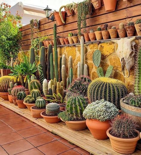 Cactus Corner, Desert Plants Landscaping, Cactus Garden Landscaping, Desert Backyard, Mexican Garden, Cactus House Plants, Desert Garden, Cactus Garden, Desert Landscaping