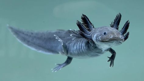 Axolotl Photography, Axolotl Photo, Axolotl Reference, Axolotl Morphs, Gfp Axolotl, Axolotl Colors, Axolotl Black, Axolotl Swimming, Aesthetic Axolotl