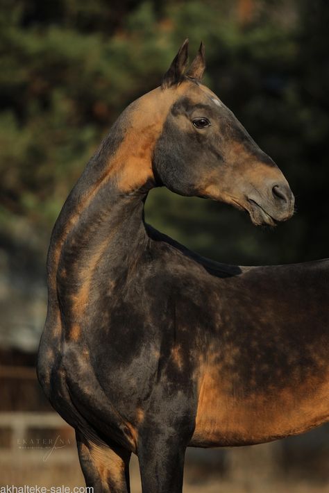 Akhal-teke, Ahal Teke, Miniature Ponies, Akhal Teke Horses, Pony Breeds, Horse Inspiration, Winged Horse, Akhal Teke, Horse Wallpaper