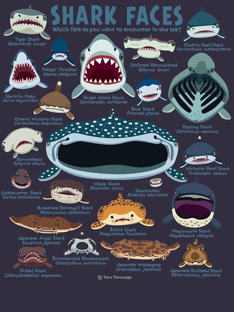 "Shark Faces" T-shirt for Sale by vimytaro | Redbubble | love shark face t-shirts - shark t-shirts - whale shark t-shirts Fun Facts About Sharks, Face Illustrations, Oceanography Marine Biology, Cool Sea Creatures, Animal Infographic, Biology Poster, Shark Species, Shark Painting, Shark Illustration