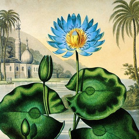 Adam Ellis on Instagram: “From the archive. Blue Egyptian Water Lilly from Robert Thornton’s beautiful Temple of Flora. . . #adamellisstudio #elliseditions…” Water Lilies Art, John Thornton, Water Lilly, Illustration Botanique, Botanical Artwork, Blue Lotus, Water Lily, Henri Matisse, Water Lilies