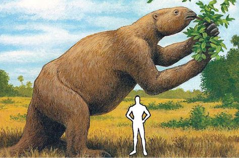 Giant Sloths: Are They For Real? | Animal Pictures and Facts | FactZoo.com Younger Dryas, Giant Sloth, Ground Sloth, Sloth Bear, Wooly Mammoth, Cool Pets, Sloth, Mammals, Elephant