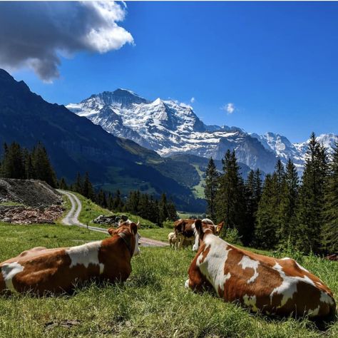 Switzerland Animals, Dairy Cattle, Scandinavia, National Geographic, Farm Animals, Dream Life, San Diego, Cow, Sketch Book