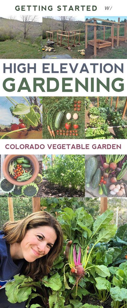 Colorado Vegetable Garden | High Elevation Gardening Colorado Gardening, Gemüseanbau In Kübeln, Plants Tips, Indoor Vegetables, Vegetable Garden Tips, Garden Layout Vegetable, Container Vegetables, Indoor Vegetable Gardening, Backyard Vegetable Gardens