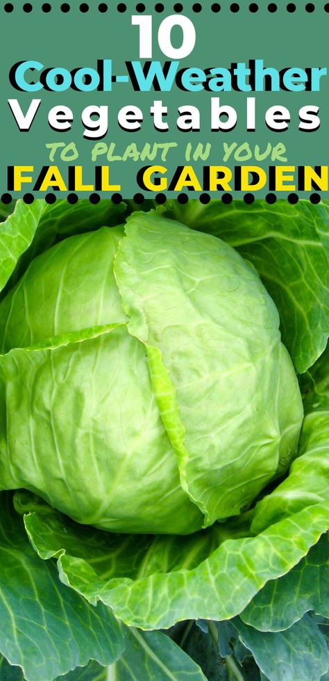 Fall Garden Box Ideas, Vegetable Growing Calendar, Fall Plants Vegetables, Vegetables To Grow In Fall, What To Plant In Fall Garden, What To Grow In The Fall, Fall Herbs To Grow, Preserving Garden Vegetables, Fall Garden Vegetables For Zone 7