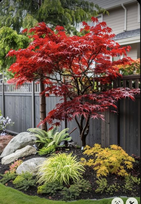 Japanese Maple Garden Design, Japanese Maple And Hydrangea, Bloodgood Japanese Maple Landscaping, Japanese Maple Tree Landscape Front Yard, Coffee Table Decor Christmas, Japanese Maple Tree Landscape, Thanksgiving Christmas Tree, Hanging Plant Decor, Wood Crafts To Sell