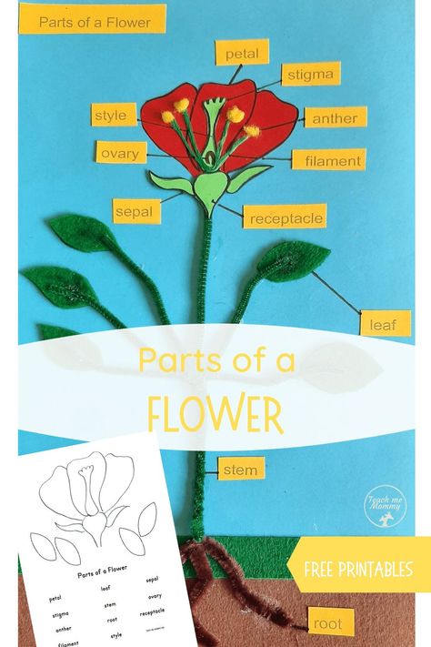 Parts of a Flower Craft with free printable labels! #funlearning #freebies #teachmemommydotcom Parts Of A Plant Craft, Parts Of A Flower Craft, Parts Of Speech Games, Flower Science, Flowers For Kids, Teaching Stem, Plant Crafts, Flower Model, Parts Of A Flower