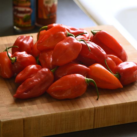 One third the heat but still all the great taste! New for 2019 - Habanero Primero Red is one of the earliest ripening habaneros on the market, with fruit ready to harvest and enjoy as early as bell peppers. And what a harvest it is – expect huge yields of peppers that are larger than other habaneros. These big beauties have one-third the heat of standard habaneros, letting gardeners appreciate their rich flavor in fresh salsa and cooking. Bred by NGB member PanAmerican Seed. Vegetable Garden Design Ideas, Garden Cooking, Fresh Salsa, Garden Design Ideas, Vegetable Garden Design, Food Garden, Grow Your Own Food, Veggie Garden, Bell Peppers