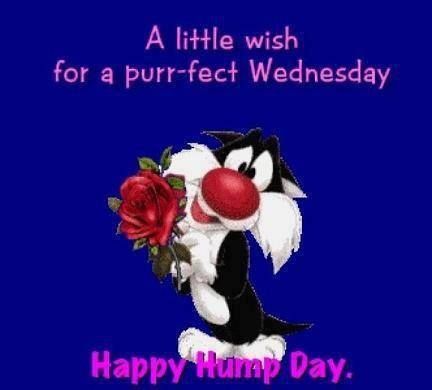 Happy Hump Day quotes quote looney toons days of the week sylvester wednesday humpday wednesday quotes Wednesday Gif, Happy Wednesday Pictures, Hump Day Quotes, Wednesday Memes, Wednesday Hump Day, Happy Wednesday Images, Wednesday Greetings, Wednesday Wishes, Wednesday Humor