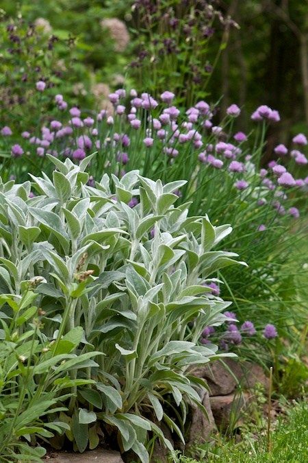 Modern Mediterranean Garden, Stachys Byzantina, Mediterranean Garden, Lambs Ear, Love Garden, Plant Combinations, Garden Borders, Perennial Garden, Garden Cottage