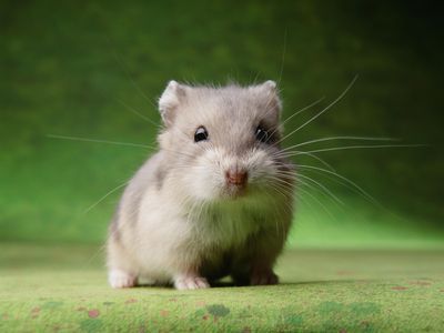 How To Tame a Hamster Hamsters As Pets, Hamster Life, Low Maintenance Pets, Pet Hamster, Hamster Care, Baby Hamster, Syrian Hamster, Cute Hamsters, Hamsters