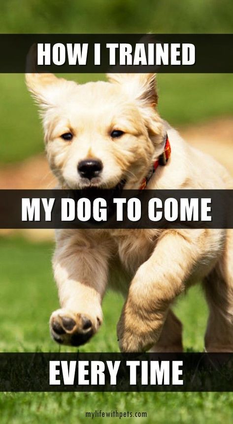 how i trained my dog to come every time How To Teach Come Command, Teach Dog To Come When Called, How To Teach Your Dog To Come, Poodle Training, Dog Behaviorist, Dog Commands, Dog Tricks, Reactive Dog, Easiest Dogs To Train