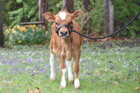 Rosewood Farm KC - Miniature Jersey Cows, Heifers and Bulls