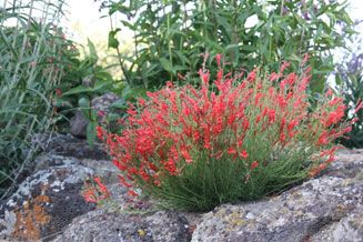 Western Native Plants Pineleaf Penstemon, Terraced Patio, Utah Landscaping, Idaho Landscape, Midwest Gardening, Hunt House, Landscape Irrigation, High Desert Landscaping, Native Plant Landscape