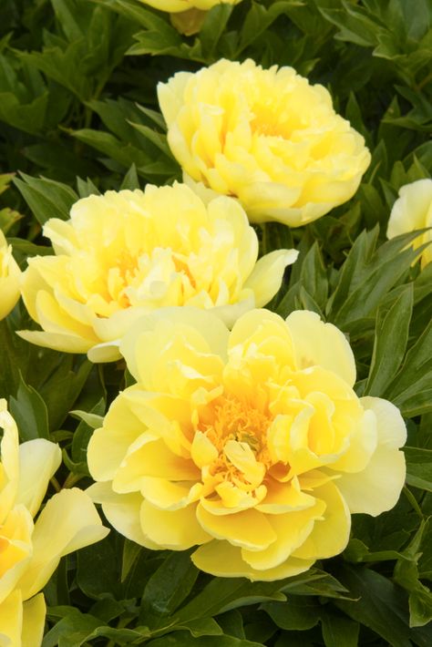 Itoh Peony, Itoh Peonies, Yellow Peonies, Planting Peonies, Plant Catalogs, Peonies Garden, Herbaceous Perennials, Flowers Wallpaper, Peony Flower