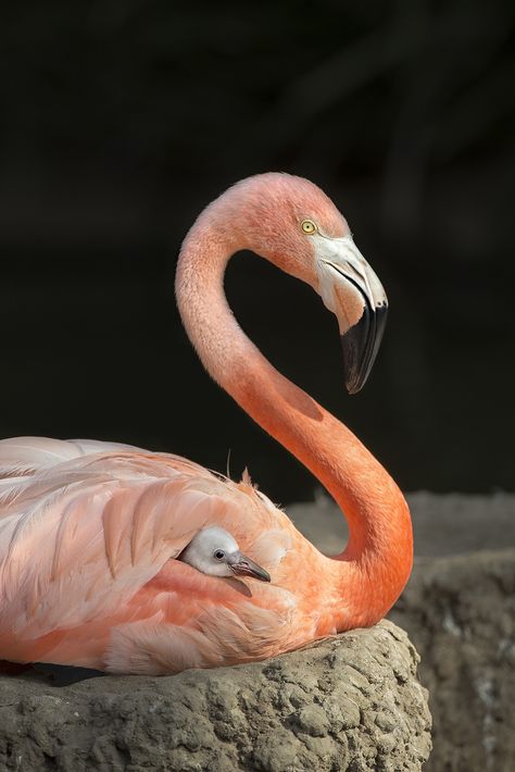 One touch of nature makes all the world kin. - John Muir Flamingo Pictures, Flamingo Art, San Diego Zoo, Pink Bird, Pretty Birds, Colorful Birds, Pink Flamingo, Sweet Animals, Pink Flamingos