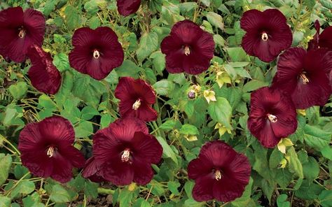 Hearthrob Hardy Hibiscus (Malvaceae Hibiscus Moscheutos Heartthrob) - Zone: 4a-9b - Height: 3-4' & 4-5' / Width: 4-6' Perennial Hibiscus, Hibiscus Shrub, Steep Gardens, Mallow Plant, Rose Mallow, Hardy Hibiscus, Buy Plants Online, Bonsai Flower, Hibiscus Plant