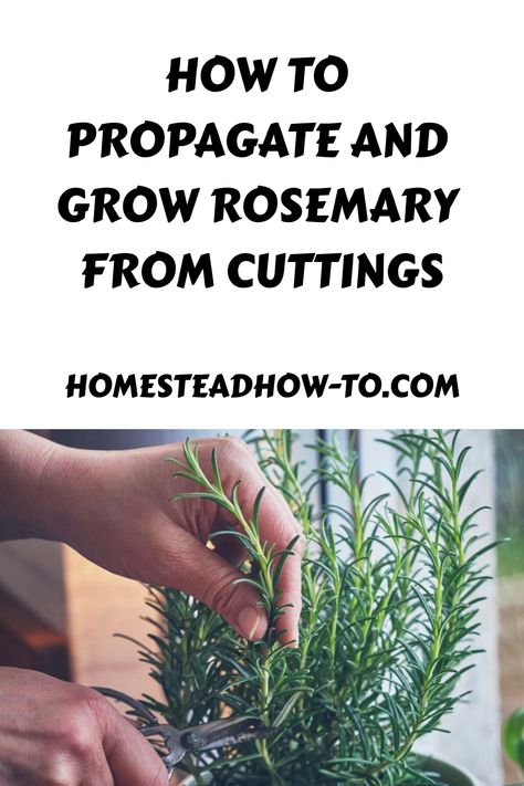 Rosemary is a popular herb that has the ability to enhance the taste of various dishes, like mashed potatoes and chicken. It’s not just a culinary delight – this herb works wonders in aromatherapy and Propagating Rosemary, How To Propagate Rosemary, Rosemary From Cuttings, Rosemary Plant Care, Propagate Rosemary, Grow Rosemary, Growing Rosemary, Edible Gardening, Outdoor Herb Garden