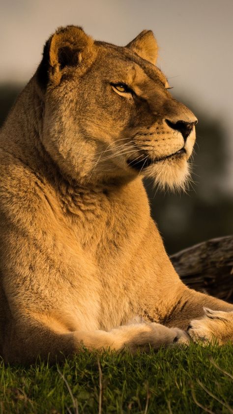 Animals Wallpapers, Female Lion, Animal Lion, Lions Photos, Lion And Lioness, Lion Wallpaper, Lion Images, Lion Pictures, African Lion