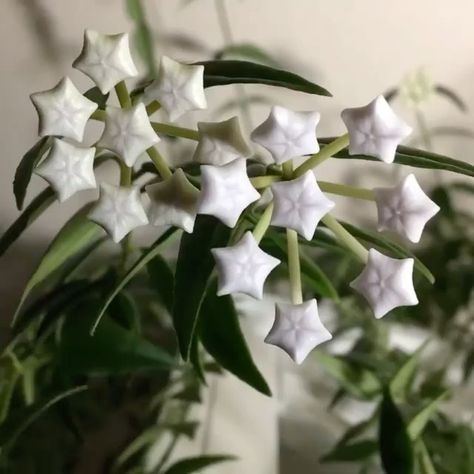 Hoya Bella, Nothing But Flowers, Plant Mom, Green Life, Plant Life, Botany, My Flower, Pretty Flowers, Secret Garden