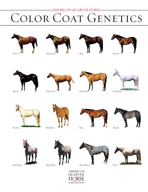 Quarter Horse Colors, Animal Genetics, Horses Colors, Buckskin Quarter Horse, Dapple Horse, Horse Color Chart, Horse Colours, American Quarter Horse Association, Aqha Horses