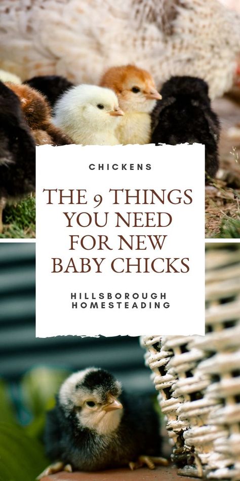 Homesteading Chickens, Feed Chickens, Livestock Animals, Homestead Diy, Farm Dream, Raising Turkeys, Baby Chicks Raising, Raising Chicken, Chicken Care