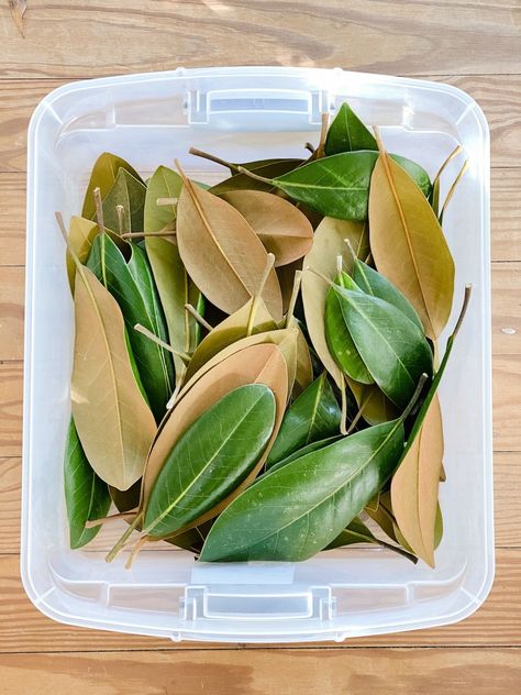 How to Dry Fruit and Preserve Leaves for Christmas Decor - Bless'er House Preserve Magnolia Leaves, How To Dry Fruit, Magnolia Leaves Christmas, How To Preserve Leaves, Preserve Leaves, Dry Oranges, Magnolia Leaf Wreath, Box Wood Shrub, Kitchen Wreath