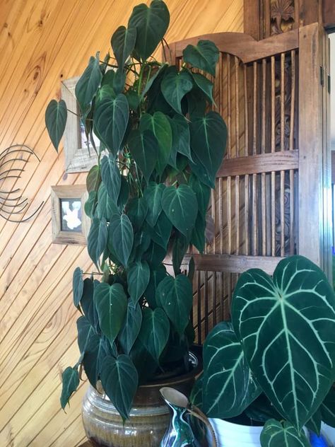 Micans Philodendron Care, Philodendron Micans Care, Philodendron Plant Varieties, Micans Philodendron, Plant Mom Aesthetic, Philodendron Care, Plants For Beginners, Philodendron Micans, Indoor Ideas