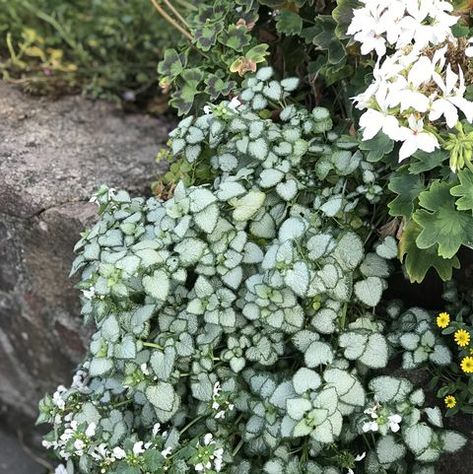 Night Blooming Plants, Moon Garden Decor, White Shade Garden, Moon Garden Layout, Moon Garden Plants, Moon Garden At Night, Moon Garden Ideas, Romance Garden, Nighttime Garden