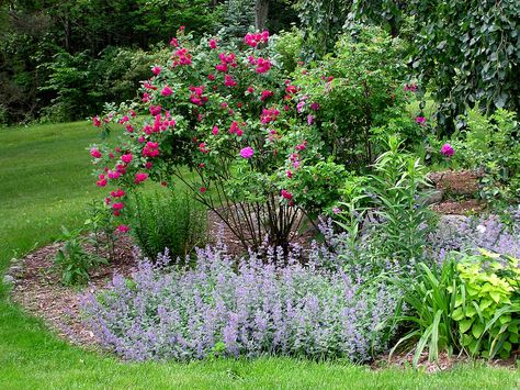 Companion plantings for rose bushes can add a nice touch to the rose bed. Companion planting can serve multiple purposes in the rose bed. Learn about companion for roses in this article. Dirt Cakes, Rose Companion Plants, Spring Perennials, Rosen Beet, Companion Gardening, Growing Tomatoes In Containers, Rose Bushes, Climbing Rose, Companion Plants