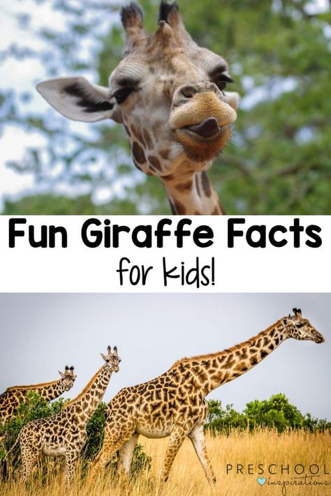 Giraffe facts for kids! Learn over 20 fun and interesting facts about giraffes, including where they live, what they eat, and facts about baby giraffes. Giraffe Facts For Kids, Bear Facts For Kids, Fun Facts About Giraffes, Giraffe Habitat, Giraffe For Kids, Preschool Inspirations, Giraffe Facts, Animal Facts For Kids, Baby Giraffes