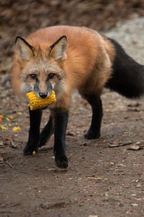 Fox Anatomy, Red Foxes, Maned Wolf, Fox Crafts, Fox Boy, Fox Pictures, Corn Cob, Pet Fox, Majestic Animals