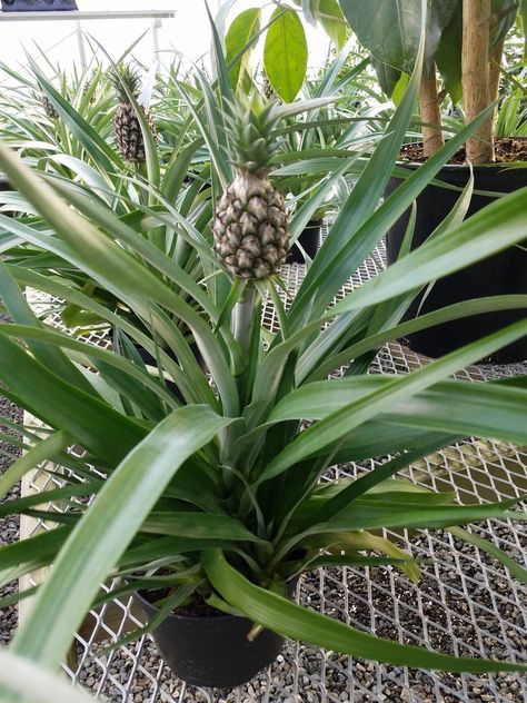 Pineapple Plant Care, Diy Pineapple Decor, Grow Pineapple Plant, Grow Pineapple, Grow A Pineapple, Pineapple Tree, Potting Plants, Apple Plant, Pineapple Plant