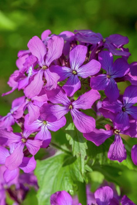 Honesty Flower, Lunaria Annua Flower, Hampton Court Palace Gardens, Scent Garden, Money Flowers, Garden Types, Wildlife Gardening, Chelsea Flower, Chelsea Flower Show