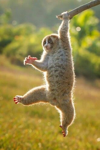 Slow Loris Slow Loris, Hanging Upside Down, Animal References, Baby Sloth, Animals Pictures, Monkey Business, Primates, Leopards, Animals Of The World