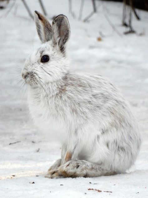 Snowshoe Hare Drawing, Snow Shoe Hare, White Hare, Antarctic Animals, Hare Illustration, Snowshoe Hare, Winter Rabbit, Arctic Hare, Let's Make Art