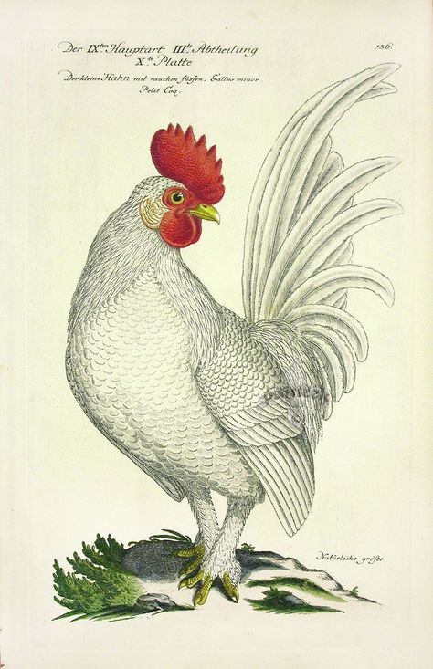 Rooster Illustration, Animals Tattoos, Chicken Illustration, Vintage Art Paintings, Vintage Bird Illustration, Vintage Animals, Rooster Art, Quotes Education, Humor Quotes