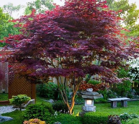 Bloodgood Upright Red Japanese Maple | New Life Nursery Bloodgood Japanese Maple, Acer Trees, Coral Bark Japanese Maple, Japanese Maple Tree, Tree Pruning, Hydrangea Macrophylla, Fast Growing Trees, Acer Palmatum, Ornamental Trees