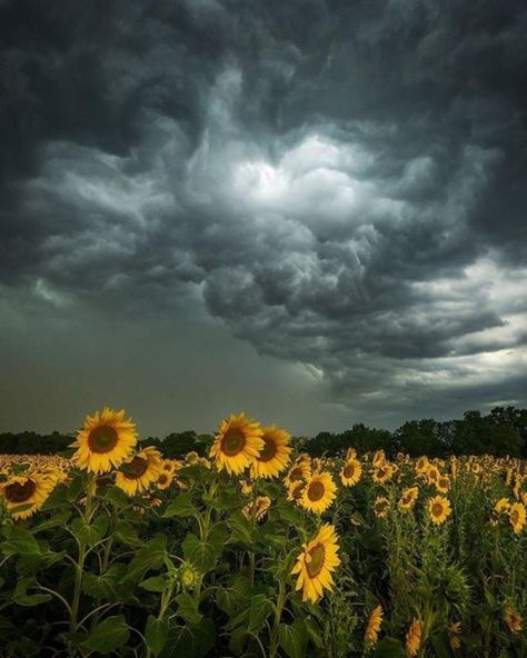 Storm Pictures, Storm Wallpaper, Kartu Doa, Storm Photography, Stormy Sky, Belle Nature, Hapkido, Dark Clouds, Dark Sky