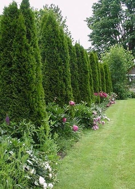 How to Space a Privacy Fence Using Arborvitae Pyramidalis Privacy Fence Decorations, Privacy Landscaping Backyard, Privacy Fence Landscaping, Landscaping Along Fence, Privacy Trees, Backyard Trees, Landscaping Trees, Privacy Plants, Privacy Landscaping