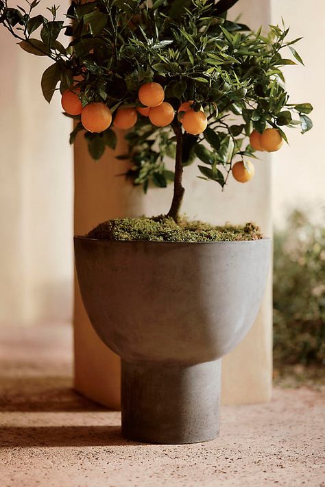 Hand-crafted from durable concrete, this modern bowl planter offers a statement-making footed silhouette that’s perfect for trailing plants. | Footed Bowl Concrete Planter in Black, Size: 20" at Terrain Plant Troughs, Outdoor Sitting, Galvanized Planters, Lighting Garden, Pots Garden, Iron Plant Stand, Bowl Planter, Outdoor Sitting Area, Modern Bowl