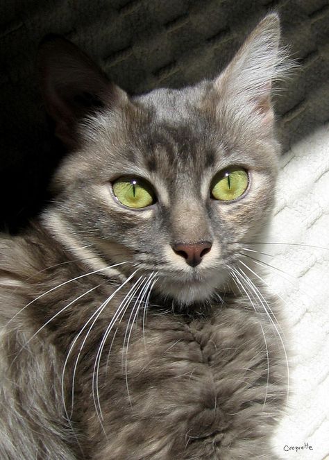 Last years resident cats Gray Cat With Green Eyes, Grey Cat With Green Eyes, Cat With Green Eyes, Gray Cats, Grey Tabby, Tabby Cats, Dachshund Puppies, Alt Fashion, Cat Aesthetic