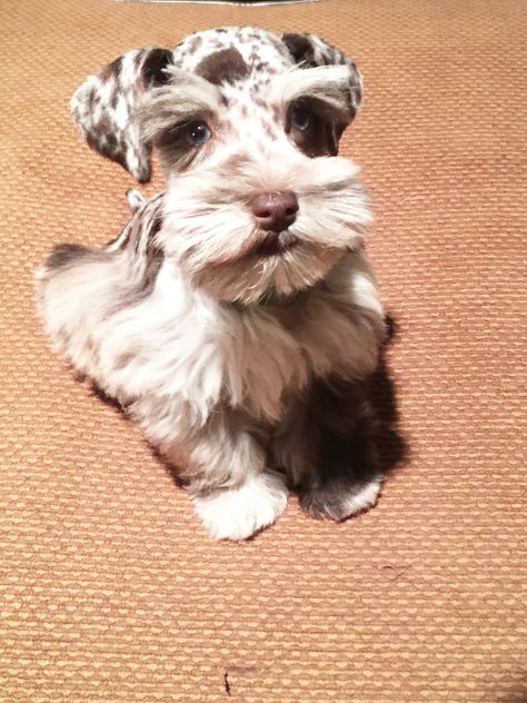 Merle toy schnauzer with blue eyes Toy Schnauzer, Mini Schnauzer Puppies, Miniature Schnauzer Puppies, Giant Schnauzer, Schnauzer Puppy, Popular Dog Breeds, Most Popular Dog Breeds, Schnauzer Dogs, Mini Schnauzer