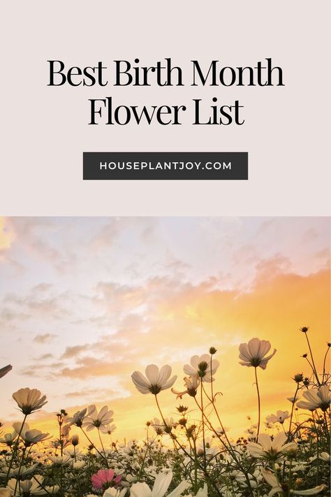 🌸 **Find Your Birthday Flower and Its Meaning** 🌼 Discover the unique symbolism of your birth month flower with our comprehensive list. Each month has a flower that conveys specific emotions and meanings, acting as a coded message to the receiver. 🌹✨ #BirthdayFlowers #FlowerMeanings #Symbolism #BirthMonthFlower #FloralMessages Flowers For Each Month, Flower List, Coded Message, List Of Flowers, Two Flowers, Birthday Flower, Flower Meanings, Birth Month Flower, Month Flowers