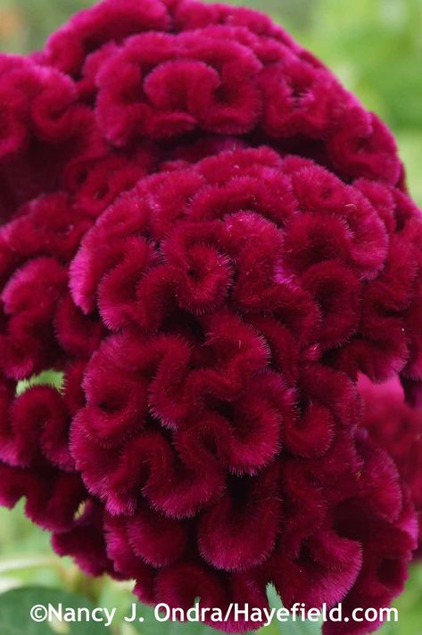 Celosia argentea Cristata Group 'Cramers' Burgundy' at Hayefield.com Celosia Argentea, Celosia Flower, Gardening Memes, Deco Floral, Exotic Flowers, Red Flower, Types Of Flowers, Flower Seeds, Dream Garden