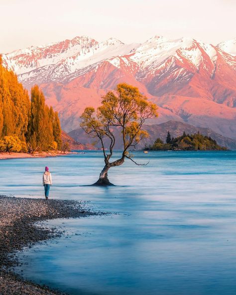 The rugged beauty of New Zealand 🤘 . . 📍South Island, New Zealand . . #purenz #purenewzealand #nzsouthisland Reposted from @mblockk Wanaka Tree, Nz South Island, Wanaka New Zealand, Lake Wanaka, New Zealand Landscape, New Zealand South Island, Country Retreat, Family Cruise, Cruise Port